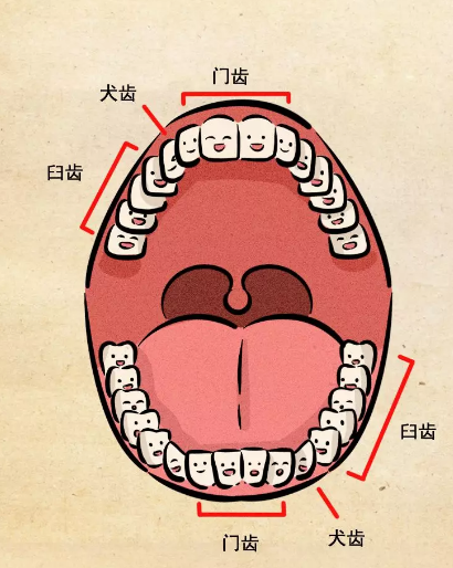 上海维乐口腔解答牙齿矫正怎么样可以瘦脸?当然还有案例和价格。
